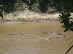 14804 Hippos bathing.jpg